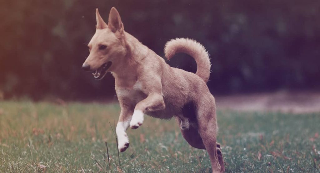 perro evaliuado por el etologo canino Iñaki BZ